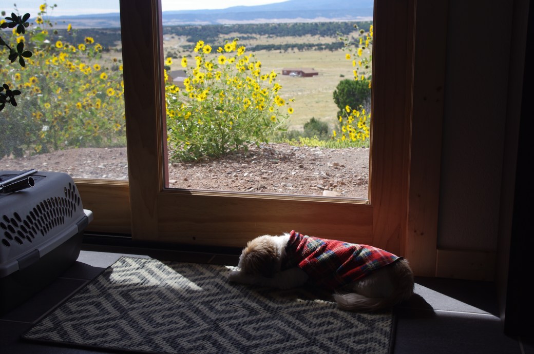 Sleepy Rasta keeping warm in sept 2016