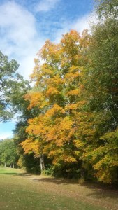 Tom autumn trees picture