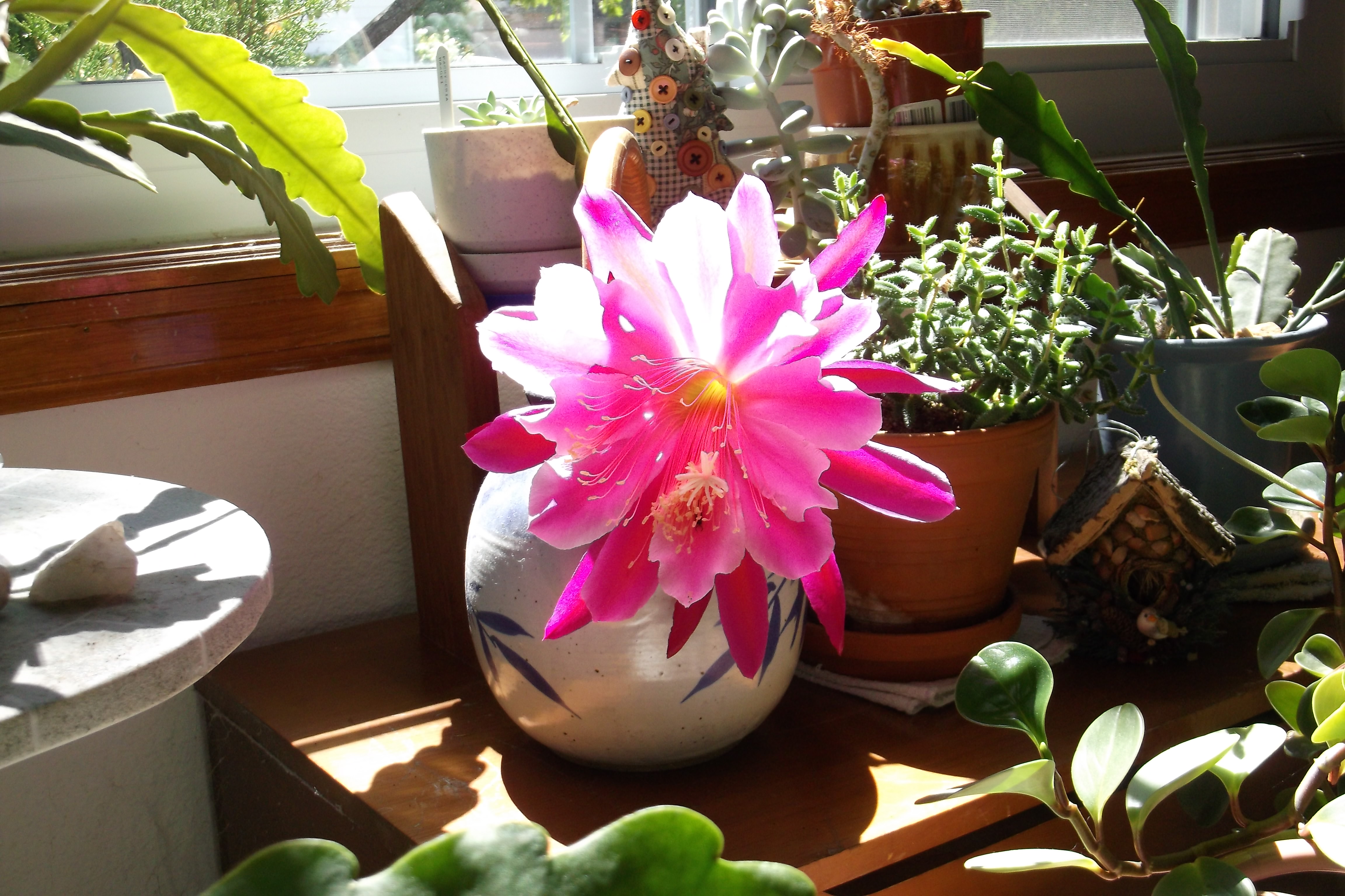 Front window orchid cactus