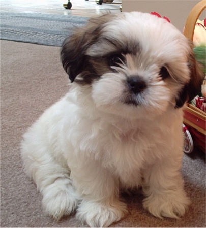 shihtzu-cutie-puppy