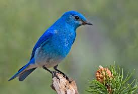 Rocky Mtn. Bluebird