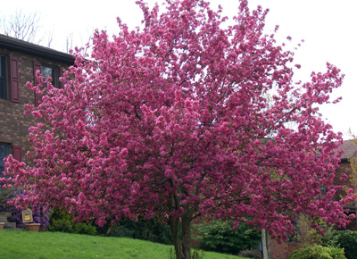 crab apple tree