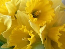 daffodils