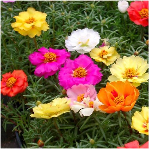 Portulaca Mix