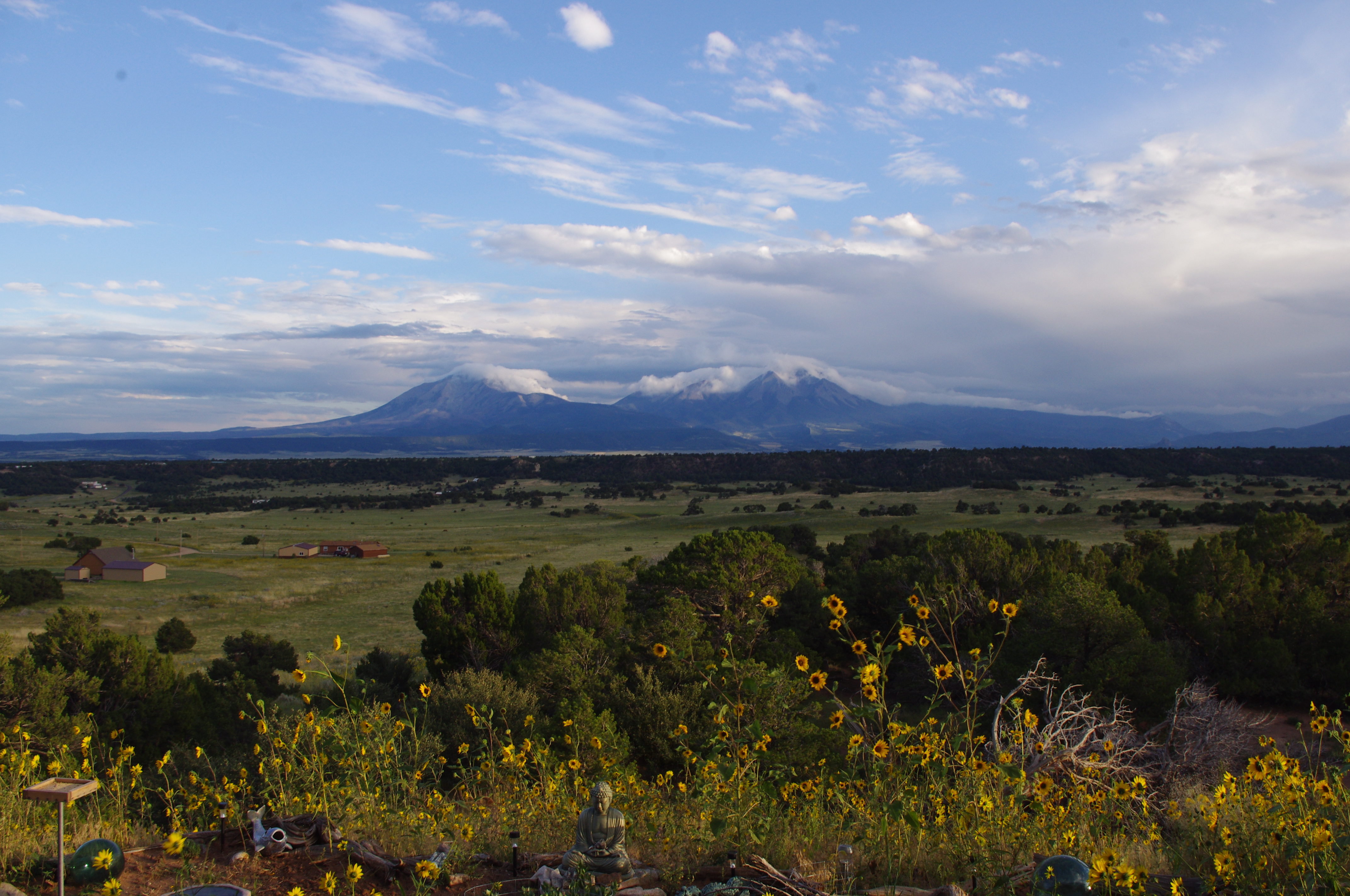 NICE view of sunflowers in garden and Spanish Peaks summer 2017