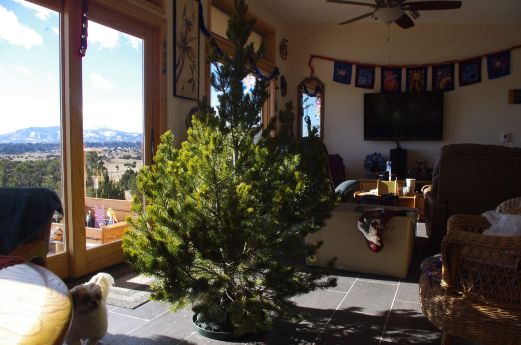 fresh Christmas tree 2018