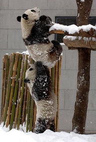 friends help friends pandas