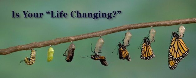 pupa tp butterfly life changing