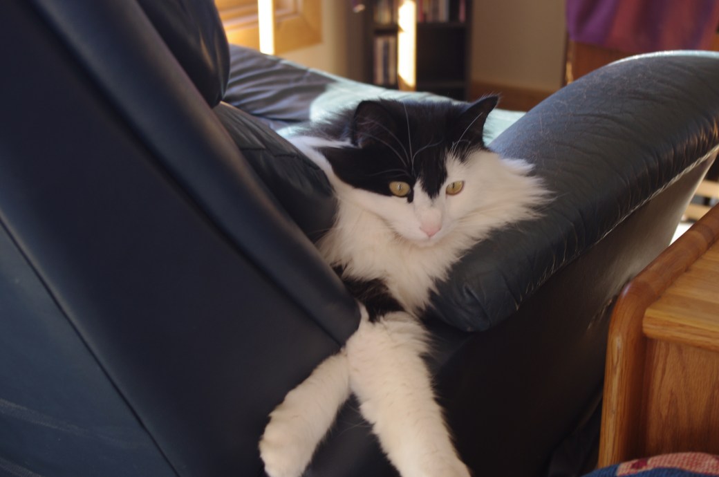 Charlie cat end of 2018.JPG