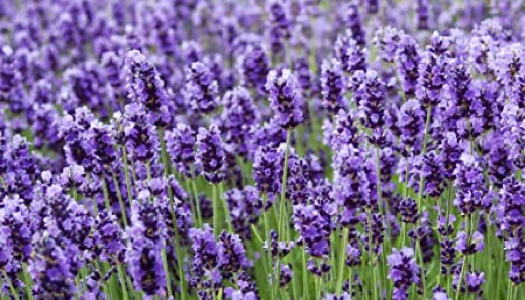 cropped-purple-lavender.jpg